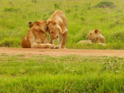 Усмивката на Кения, 16-25.01.26г: Сафари в Масай Мара и плаж на Диани